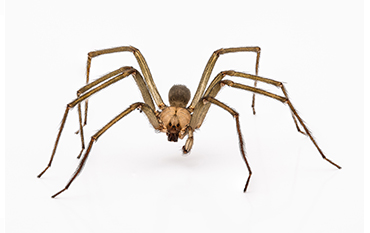 Pest Control Services Fot Worth Texas