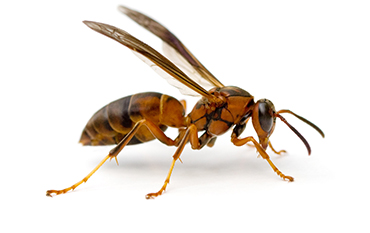 Pest Control Services Fot Worth Texas