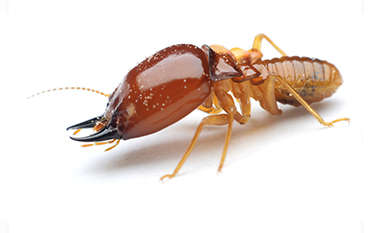 Pest Control Services Fot Worth Texas